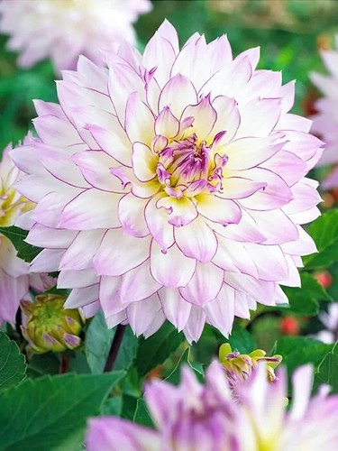 Dahlienknollen dahlien - x,