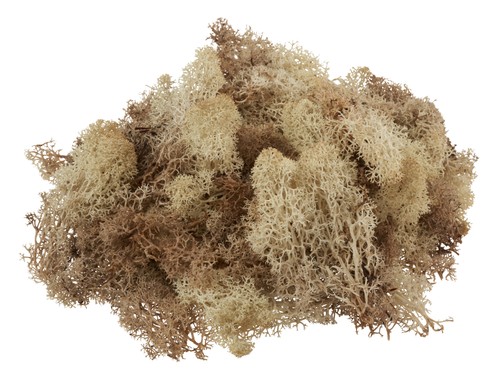 Vbs islandmoos 100 naturmoos - vbs,
