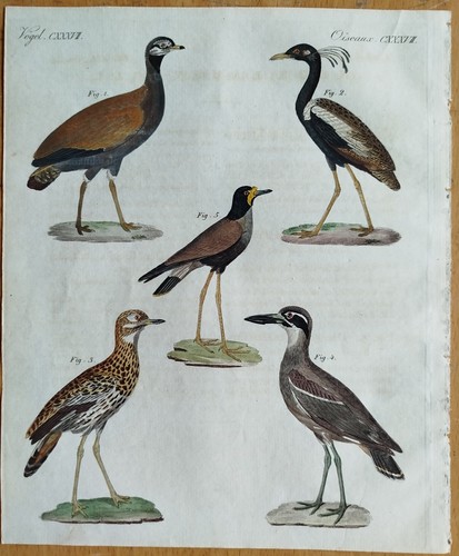 Vögel trappe dickfuß - vögel,