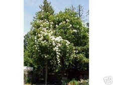 Rose Bobby James weiße