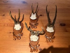 Rehgeweih Trophäe Rehbock