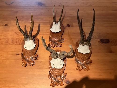 Rehgeweih trophäe rehbock - rehgeweih,