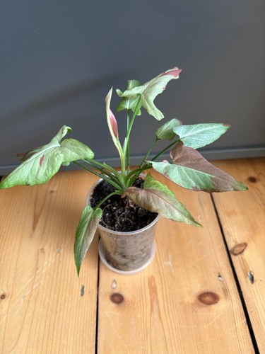 Syngonium orm nag pum - syngonium,
