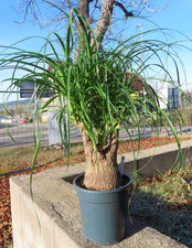 Elefantenfuß Beaucarnea