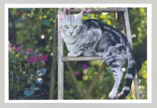 1 AK Katze 22: - NEU !!! #