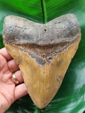 1cm tall brown tooth - tall,