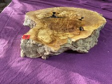 Olivenholz - Stamm -