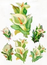 Oblaten scrap die cut chromo  Blumen Calla Konvolut 14,5 cm