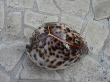 TOP !  Cypraea tigris - cowrie - traumhaft schönes perfektes Exemplar !