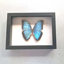 Echter Schmetterling Präparat