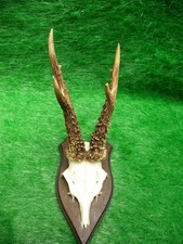 abnormer 6er Rehbock Rehgeweih