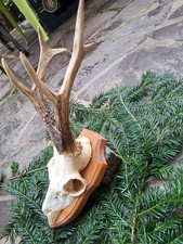 Rehgeweih riesig mit Medailie.