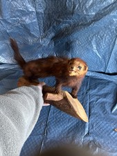 Marder Tierpräparat