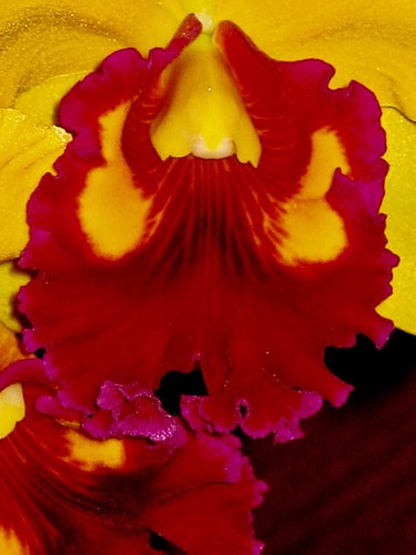 Cattleya fire sun dark - cattleya, new
