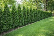 1st. Thuja Smaragd 140-160cm
