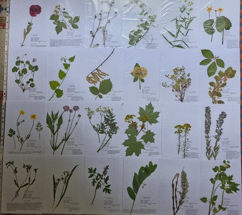 Herbarium pflanzen - herbarium,