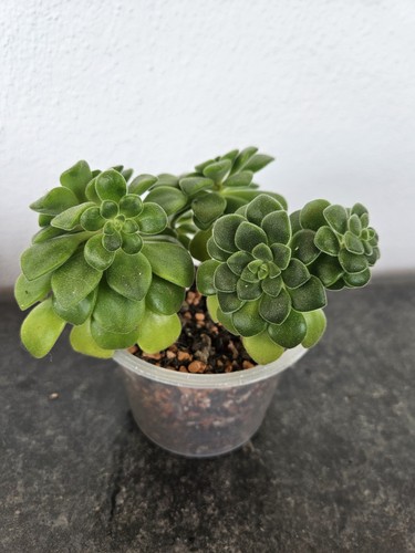 Sukkulente aeonium lindleyi - sukkulente,