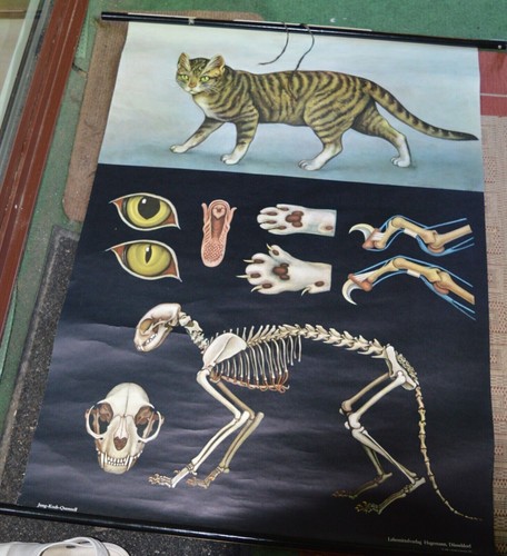 Schulwandkarte rollkarte - schulwandkarte,