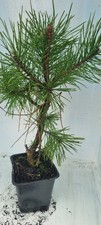 Bonsai,  Kiefer, Pinus sp. im 1 Liter Topf