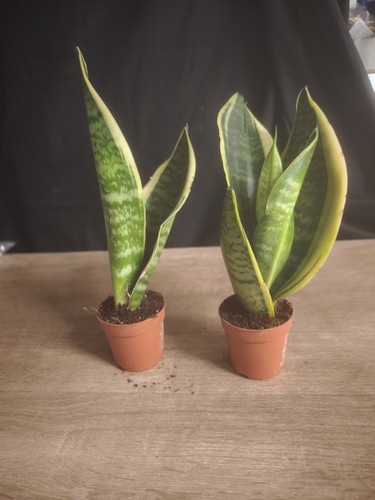 Sansevieria bogenhanf mit - sansevieria,