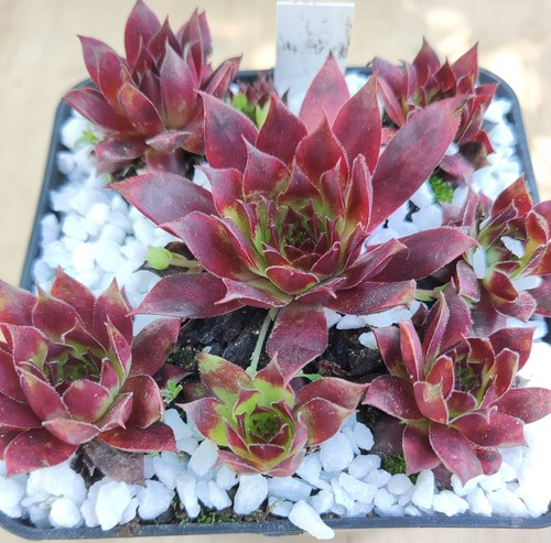 Sempervivum shockwaves 2x - "shockwaves",