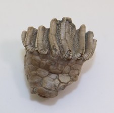 Crinoide, Macrocrinus