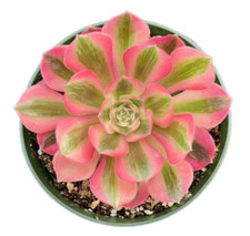 Aeonium Pink Witch 2"-6"