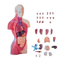 VEVOR Anatomie Torso Modell