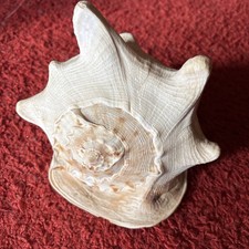Mittelgroße schöne muschel - schöne,