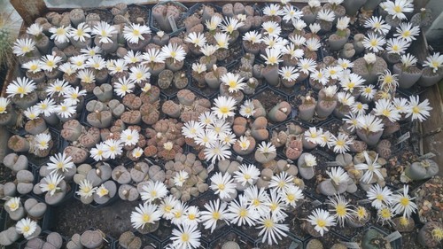 Lithops karasmontana - lithops,