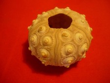 Dekoration - Seeigel Sputnik 7 cm