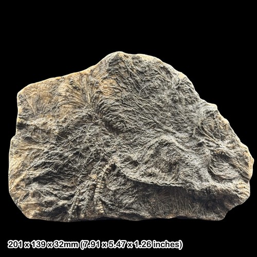 Pentacrinites große krinoide