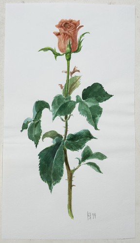 Rose blumen stillleben - blumen,