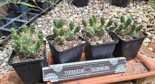 Tephrocactus neuquensis