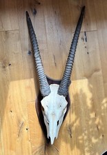 Oryx Geweih - Schläuche