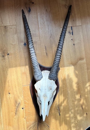 Oryx geweih schläuche - -,