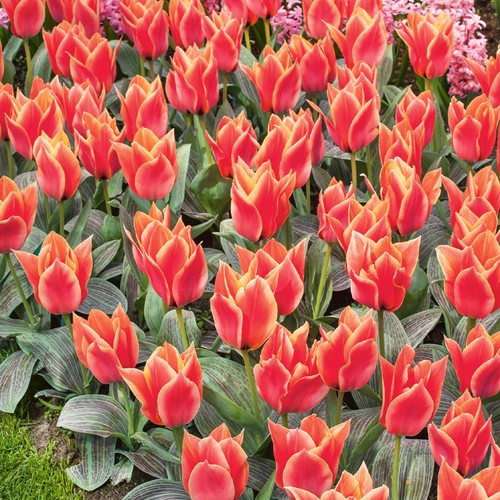 Niedrige greigii tulpen - niedrige,