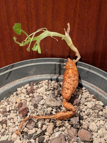 Kedrostis africana austrieb - africana,