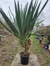 🌴Yucca Gloriosa 100cm /40cm