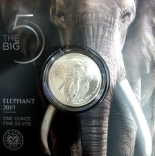 South Africa  Big five Elefant