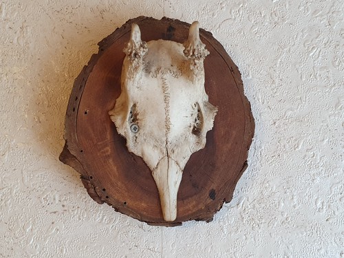 Rehgeweih jagd auf - ,