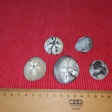 5 TOP  SCHÖNE  VERSTEINERTE SEEIGEL 205 GRAMM RÜGEN FOSSILIEN FEUERSTEIN
