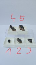 Mausaugen micromounts aus - mausaugen,