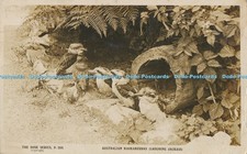 R014536 australian kookaburras - australian,