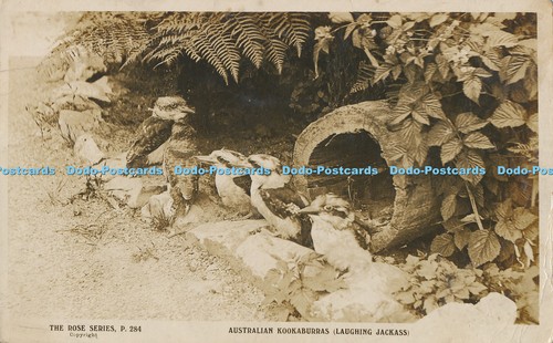 R014536 australian kookaburras - r014536,