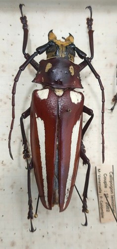 Cerambycidae callipogon - cerambycidae:,