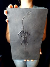 Großer Keichousaurus Drachen Dinosaurier Fossil Meeresreptil