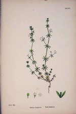 Original alter antiker Druck