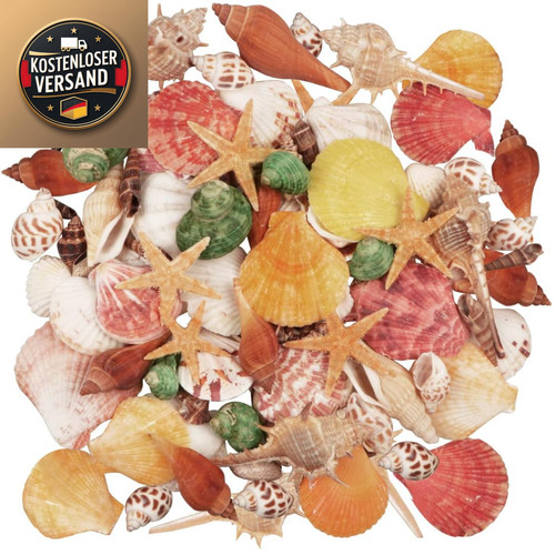 Muscheln 100 stück - muscheln,
