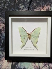 Japanische Mondmotte (Actias